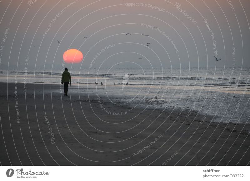 Belgisch versunken 1 Mensch Himmel Horizont Sonne Sonnenaufgang Sonnenuntergang Wellen Küste Strand gehen Traurigkeit Sehnsucht Fernweh Einsamkeit ruhig