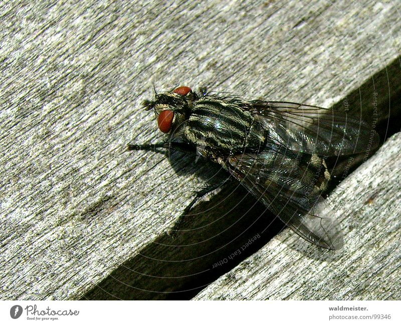 Spalt und Fliege I Insekt Fleischfliege Makroaufnahme Spalte Furche krabbeln Ekel dunkel hervorkriechen lästig