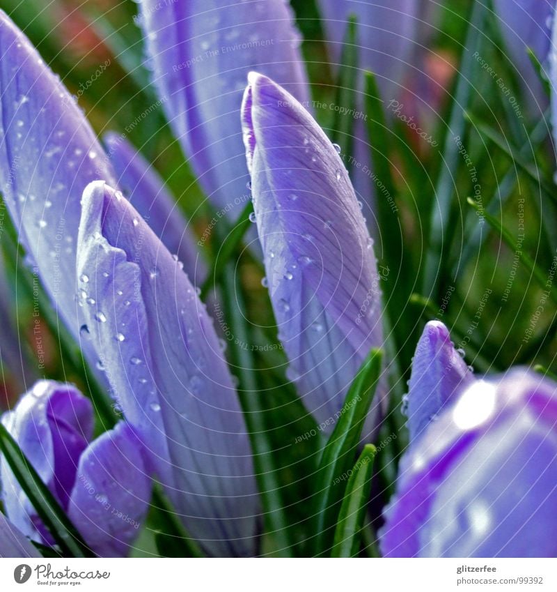 spring break Krokusse Blüte Frühling Kugel schlechtes Wetter grün violett geschlossen aufwachen März April Osterei Fee Sommer schwertliliengewächs Seil Wasser