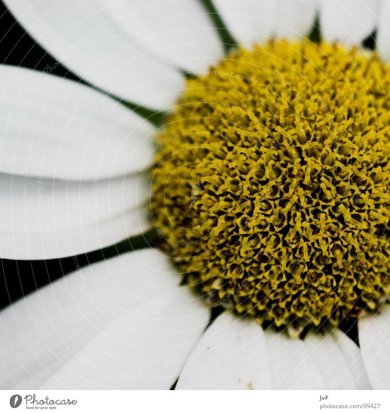 [ichhabnixgesagt] Blume gelb weiß Makroaufnahme rund knallig aufmachen Sehnsucht Blütenblatt Margerite Staubfäden Biene Honig Frühling flower Kreis round