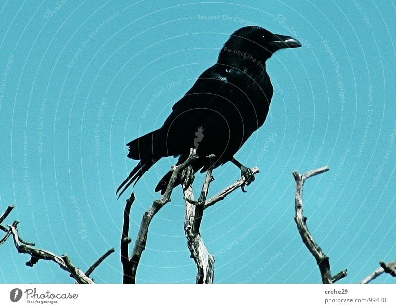 Der Boss Sträucher Baum Vorgesetzter Krähe blau-grün Aussicht schwarz Desaster Vogel Rabenvögel Märchen crow crehe krehe Zweig Ast Himmel