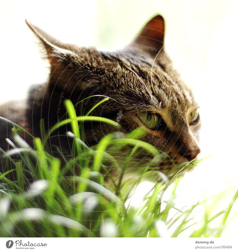 TIGER Katze Gras Angriff angriffslustig Schnurrhaar Hauskatze weiß zielen Halm ankern Säugetier Auge Haare & Frisuren Nase Ohr hauskater Blick fokusieren