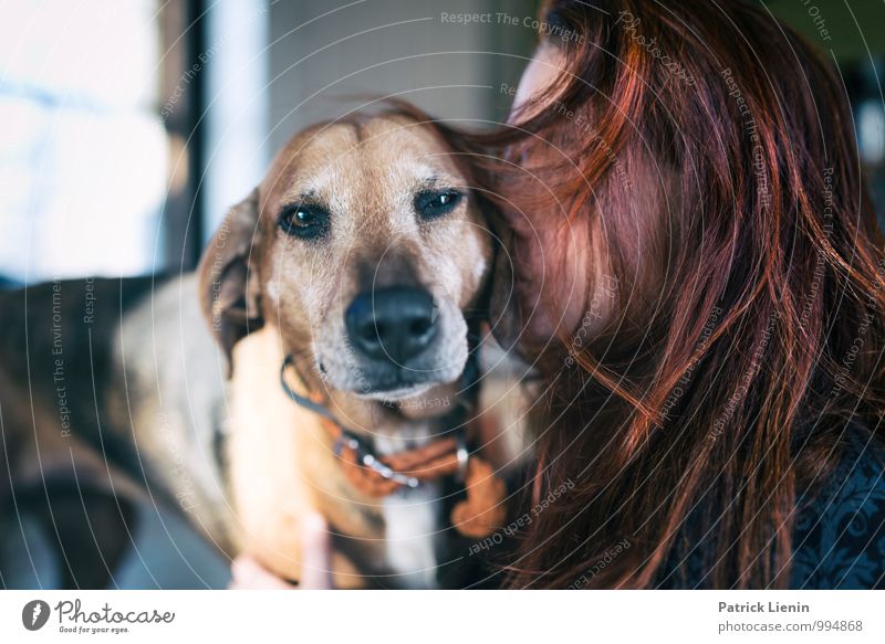 Tierliebe harmonisch Wohlgefühl Zufriedenheit Sinnesorgane Erholung ruhig Meditation Mensch feminin Junge Frau Jugendliche Erwachsene Kopf Haare & Frisuren 1