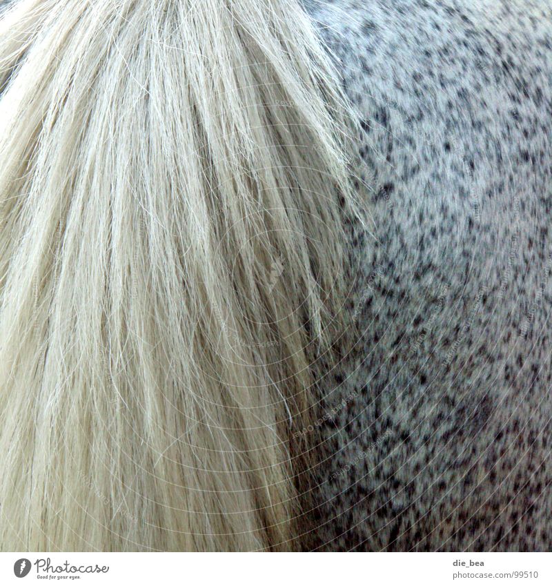 ...von hinten Pferd Schwanz Fell Muster scheckig Hinterteil Säugetier Schimmelpilze Haare & Frisuren
