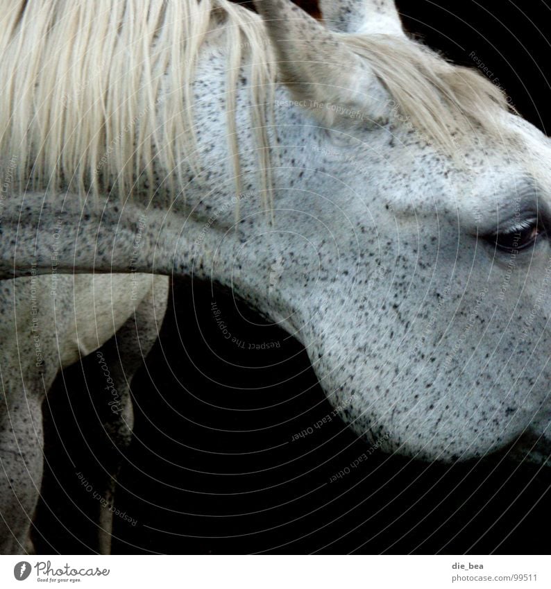 Schimmel... Pferd Mähne Muster scheckig Säugetier Schimmelpilze Hals Schwarzweißfoto Auge