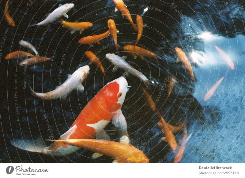Koi Tier Haustier Fisch Aquarium Wasser ästhetisch schön mehrfarbig orange Teich Goldfisch Reflexion & Spiegelung 35 Millimeter Film Farbfoto