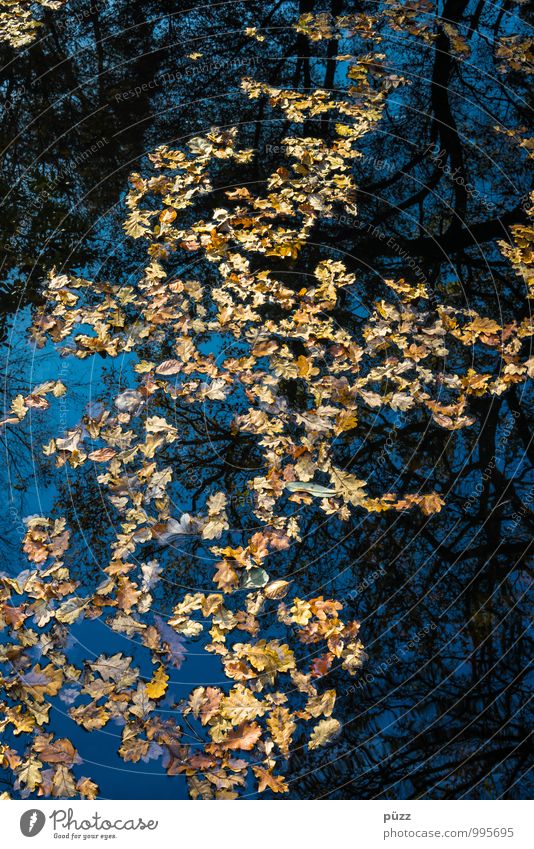 Laubsee Umwelt Natur Landschaft Pflanze Urelemente Wasser Herbst Baum Blatt Garten Park Wald Teich See dunkel nass blau gelb orange schwarz Trauer Tod Laubbaum
