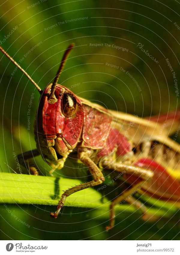 Roter Ritter. Insekt Makroaufnahme Grünes Heupferd Heuschrecke Salto klein winzig Wiese Gras Tier