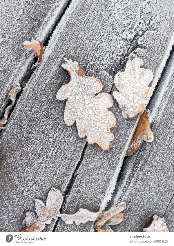 Frosttage Natur Pflanze Herbst Winter Eis Baum Garten Holz alt kalt braun Vergänglichkeit Wandel & Veränderung Holzbrett Eiche Eichenblatt Holzfußboden