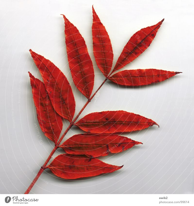 Zwei fehlen Natur Pflanze Herbst Baum Blatt Stengel dehydrieren alt Zusammensein schön trist trocken rot Weisheit Ordnungsliebe Vergänglichkeit verlieren
