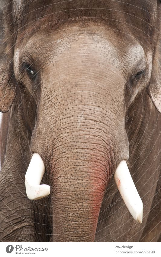 Asiatischer Elefant Elefantenhaut Elefantenohren Elefantenbaby Elefantenauge Stoßzähne stoßzahn Rüssel Rüsseltiere Elefantenkuh Elefantenbulle Elefantentreffen