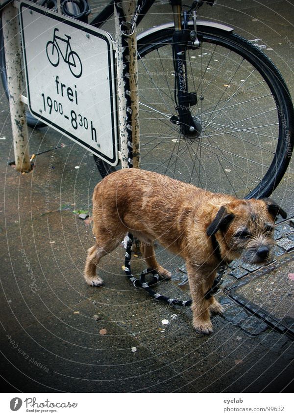 Wir müssen draussen bleiben Hund nass feucht Trauer angeleint Bürgersteig Haustier Gabel Regen Sommer Ärger Tier vernachlässigen ausgesetzt Fell