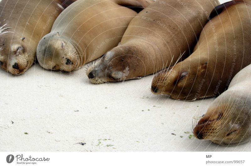 Sleepy Creatures gemütlich schlafen Seehund Robben Strand verschlafen Schnurrhaar ruhig Zufriedenheit Fell Tierschutz Umweltschutz Rudel Müdigkeit bequem Sand