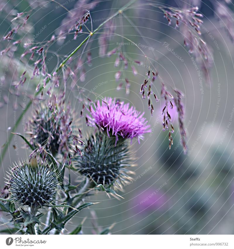blühende Distel und blühendes Gras in Schottland Distelblüte nordisch nordische Romantik nordische Wildpflanzen schottischer Sommer nordische Natur