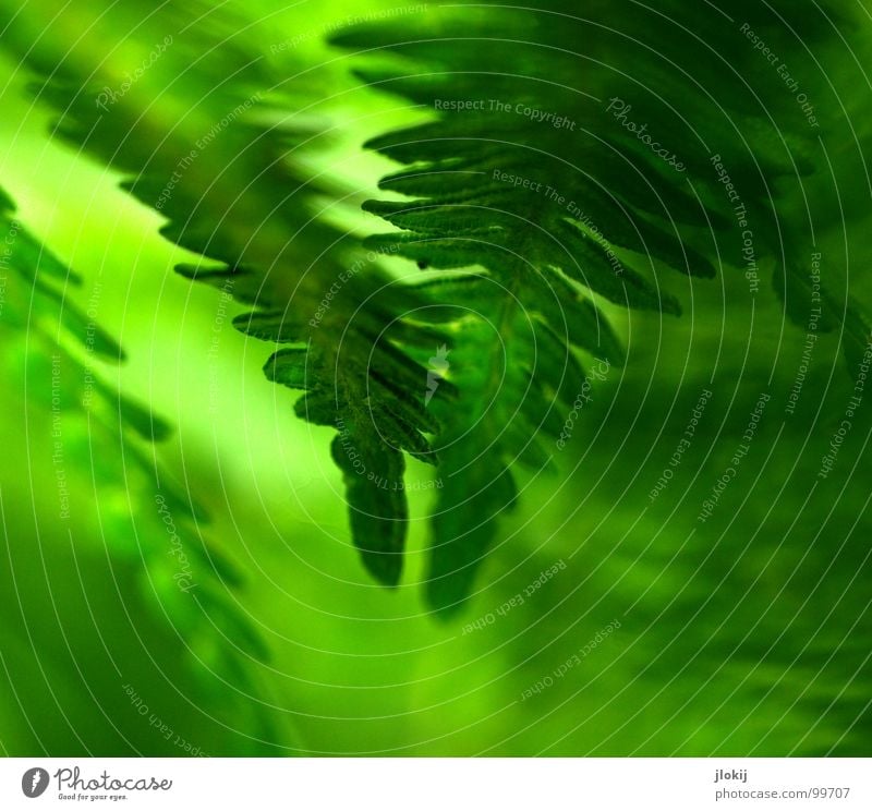 Let's have Farn Pflanze grün Schatten feucht dunkel Biologie Wachstum Echte Farne Sporen Frühling berühren zart weich Unschärfe Natur Wedel Hexenkraut sanft