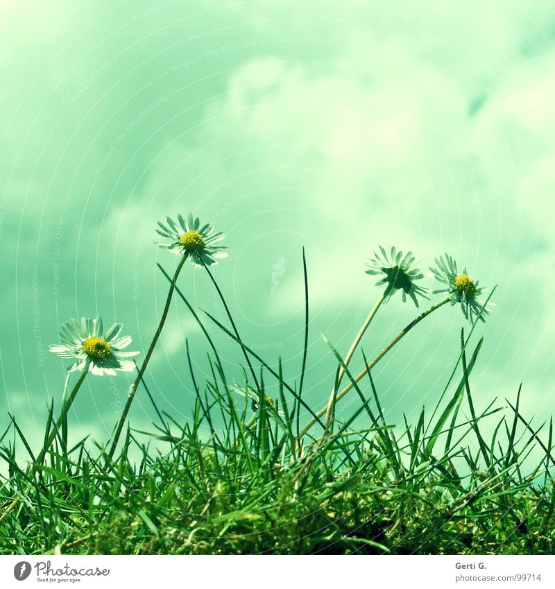 saydi Gänseblümchen Blume Blüte gelb weiß frisch Fröhlichkeit Wolken schlechtes Wetter Gras Wiese Orakel grell Margerite grün mehrfarbig Freude daisy