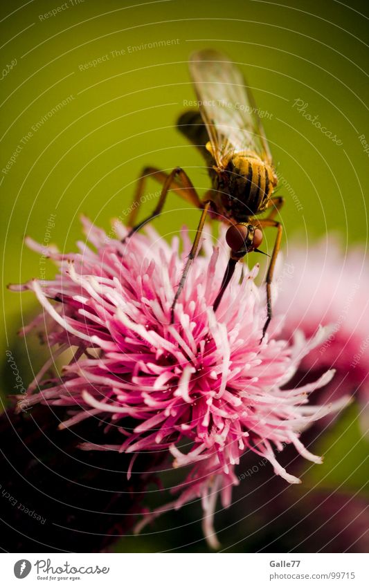 Vegetarische Stechmücke Insekt Rüssel lang stechen saugen Mahlzeit Kosten Staubfäden Blüte lecker Ernährung Nektar Appetit & Hunger Lebensmittel Stich