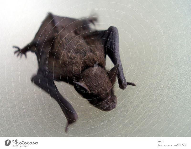 ...ich beiss auch nicht. Fledermäuse Krallen Ohr Fell Vampir Säugetier Fuß Nase Haut Flügel Maus Stechmücke