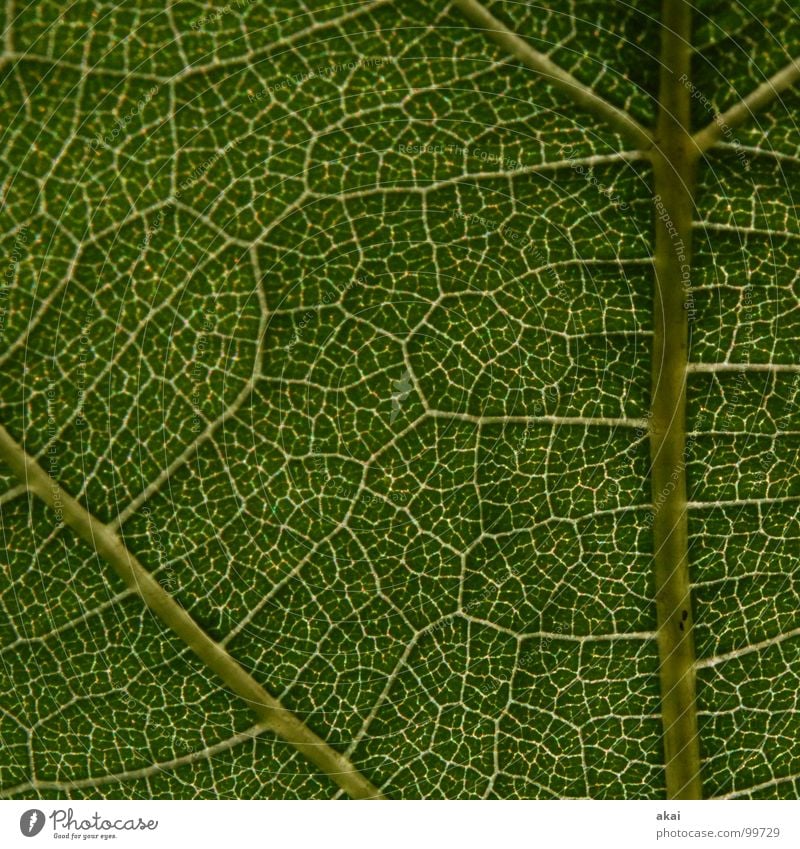 Das Blatt 15 Pflanze grün Botanik Pflanzenteile Kletterpflanzen pflanzlich Umwelt Sträucher Gegenlicht Hintergrundbild Baum nah Photosynthese Gefäße