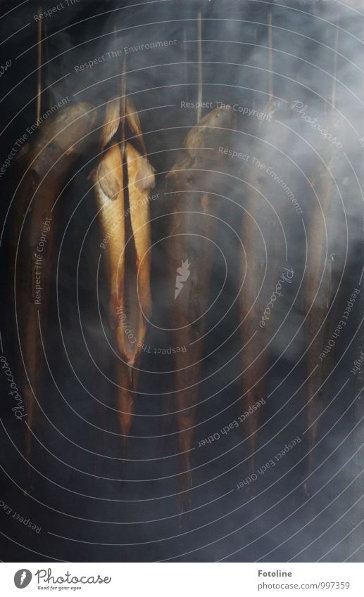 Festtagsschmaus Fisch dunkel Räucherfisch Räucherforelle geräuchert Forelle Rauch rauchend Duft Rauchen Farbfoto Gedeckte Farben Außenaufnahme Nahaufnahme