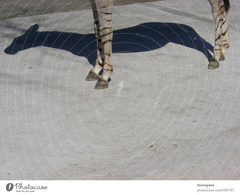 Schatten seiner selbst Zoo Pferd Physik heiß Asphalt Beton Zebra Säugetier Huftier Schönes Wetter Wärme mittagshitze okapi