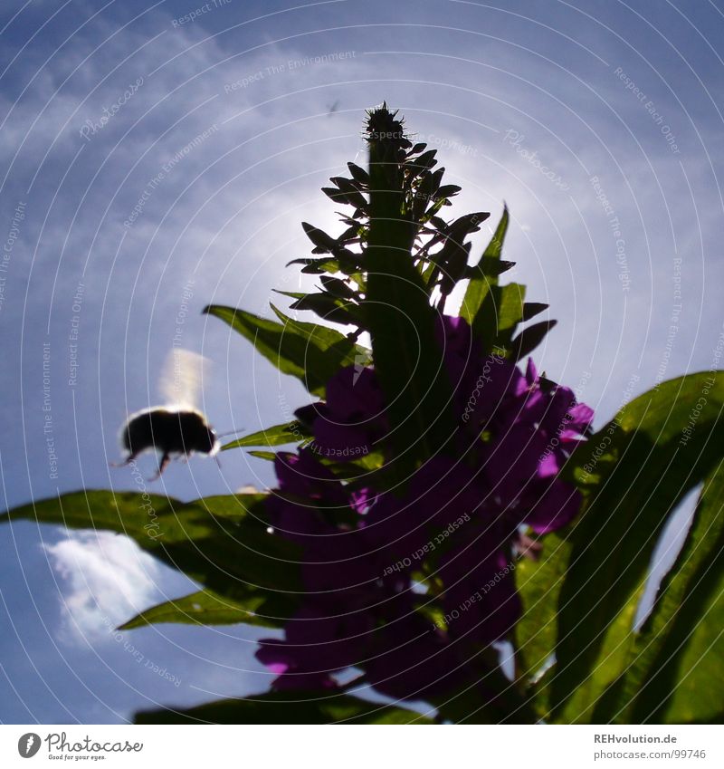 dicker brummer Blume Wiese Gegenlicht Blüte Sommer Insekt Staubfäden Sammlung Wolken grün violett Hummel Froschperspektive leicht kommen Erreichen Ernährung