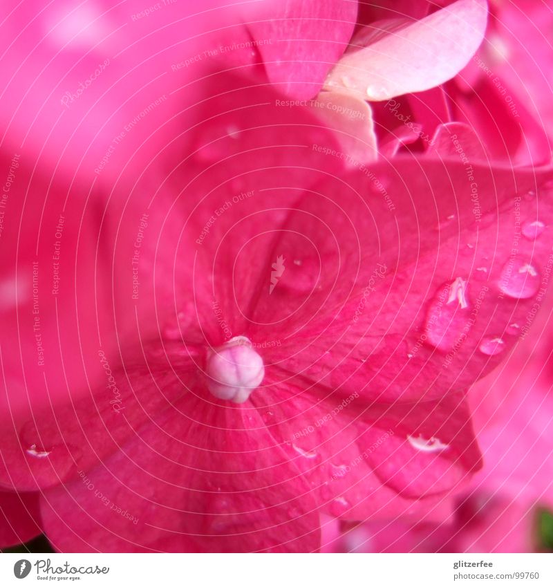 rosenbäumchen Hortensie rosa rot purpur Sommer Blüte prächtig Unschärfe Blütenblatt Fee Makroaufnahme Nahaufnahme Wasser Wassertropfen tröpfchen Seil Regen