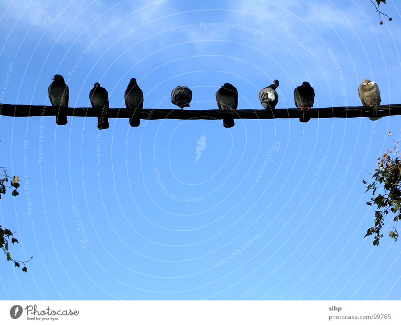 Stangensitzer Taube Stab Kabel hocken schlafen sprechen Vogel Reinigen Langeweile Kommunizieren Leitung sitzen langweilen Himmel blau