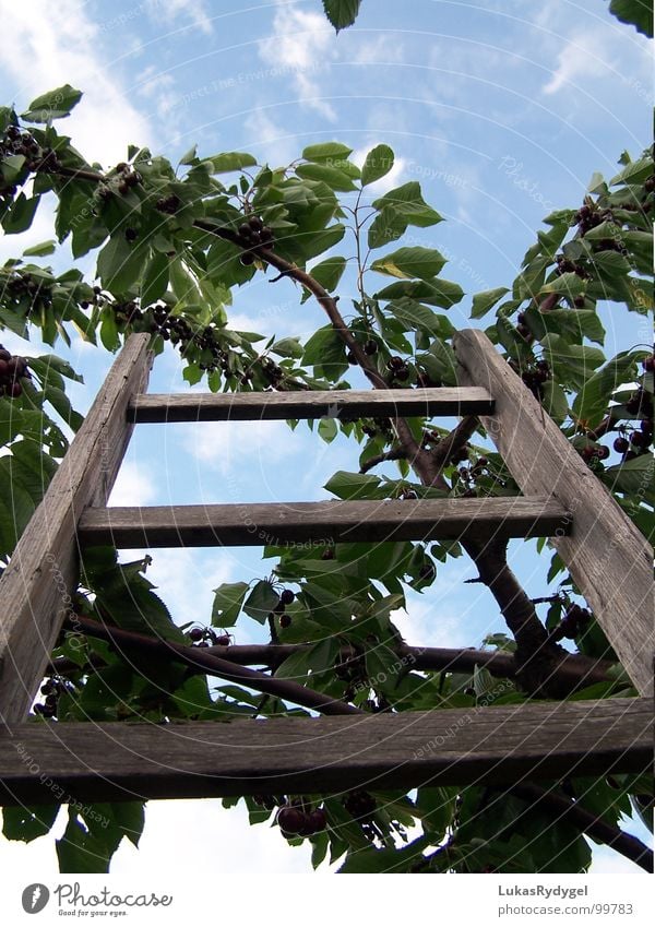 Die Besteigung Kirsche Baum Geäst Blatt Holz wackelig trocken Leitersprosse Sommer Himmel Ast blau alt Freiheit gefährlich Niveau oben Frucht Treppe