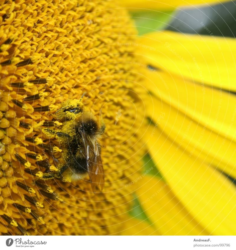 Arbeitsbiene Biene Hummel Blume Blüte Pollen Honig Staubfäden Imker gelb Sonnenblume Sommer Insekt Honigbiene Nektar Makroaufnahme bestäuben bienchen
