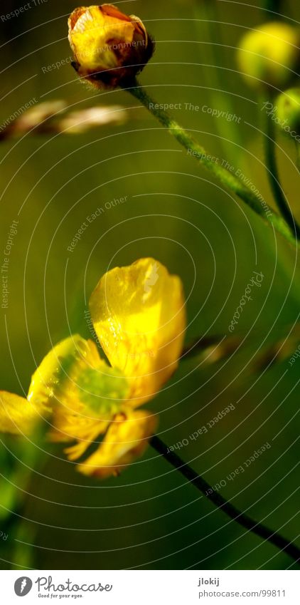 Butter bei de Blümsche Hahnenfuß Pflanze Blume Blüte Stengel grün gelb Strahlung Gras Blühend Wachstum Wiese Bedecktsamer Freundlichkeit Fröhlichkeit Lampe