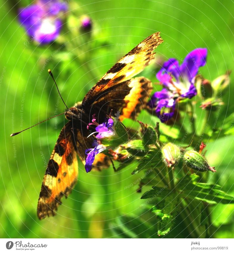 Zerschmetterling III Schmetterling Muster Insekt flattern Fühler Blume Blüte Staubfäden Sammlung Stengel Pflanze Ernährung violett Tier Frühling Unbeschwertheit