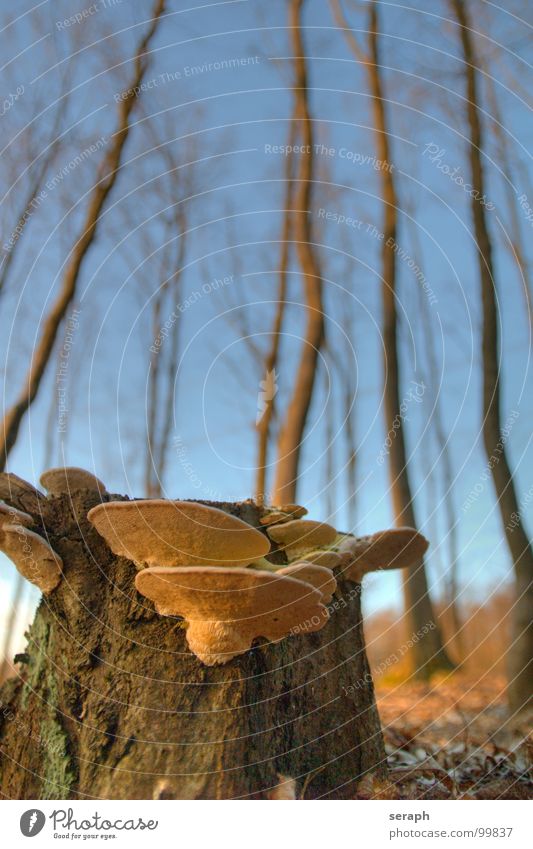 Baumpilze Wald Baumstumpf Baumrinde Baumstamm Eiche Umwelt Pilz Pilzsucher verrotten Schimmelpilze Schwamm Symbiose Moos Lebensformen Natur pflanzlich