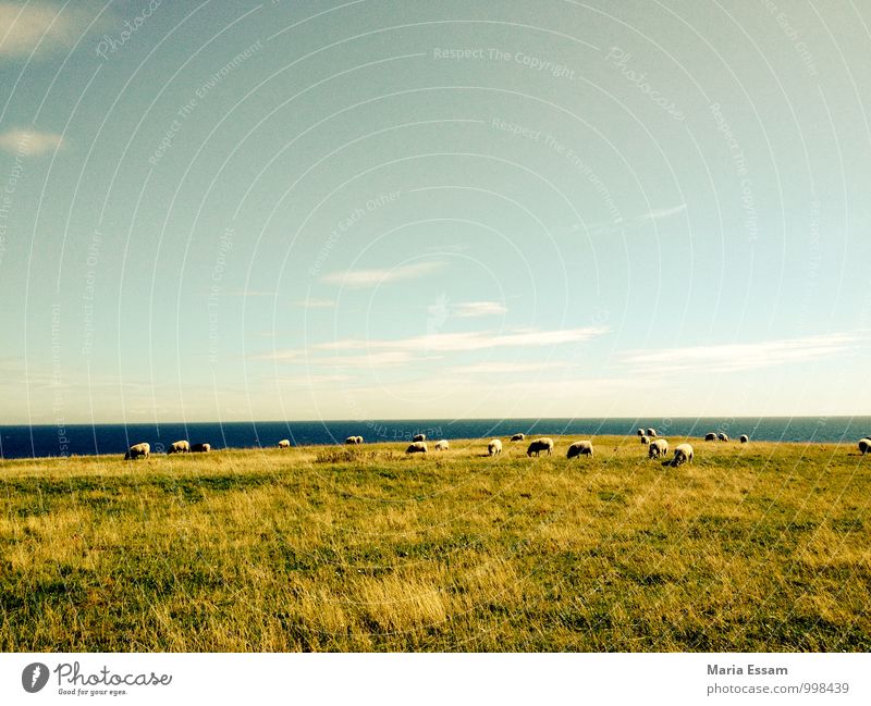 Får på vallen Natur Landschaft Erde Wasser Himmel Horizont Gras Wiese Hügel Küste Ostsee Deich Schweden Tier Schaf Schafherde Herde blau grün Zufriedenheit