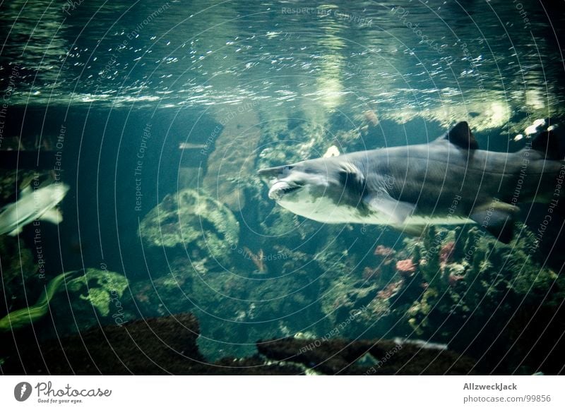 Gebissträger Fressen Haifisch grau Aktion Fleischfresser gefährlich frontal böse Appetit & Hunger Aquarium gekrümmt groß Meer Meerwasser Meeresfrüchte Mahlzeit