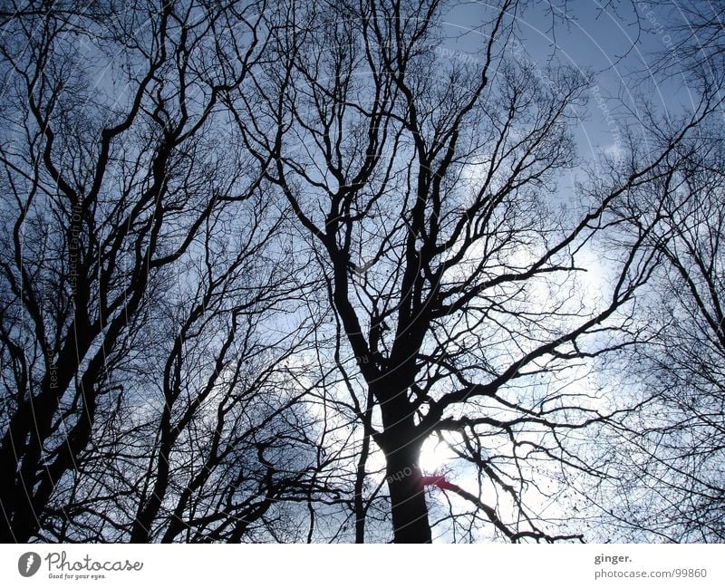 Astgeflecht im Morgengrauen Natur Himmel Baum oben netzartig Lichtspiel Zweige u. Äste laublos Silhouette Geäst Sonne Wolken Winter Laubbaum verästelt verzweigt