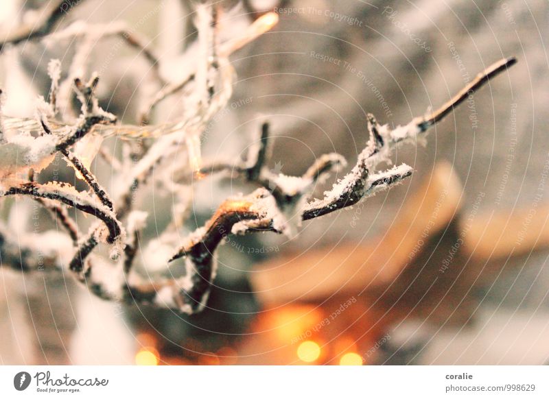 wintermärchen Winter Schnee Ast träumen Schneefall Kunstschnee Dekoration & Verzierung bezaubernd Stern (Symbol) Weihnachten & Advent Winterlicht Lichterkette