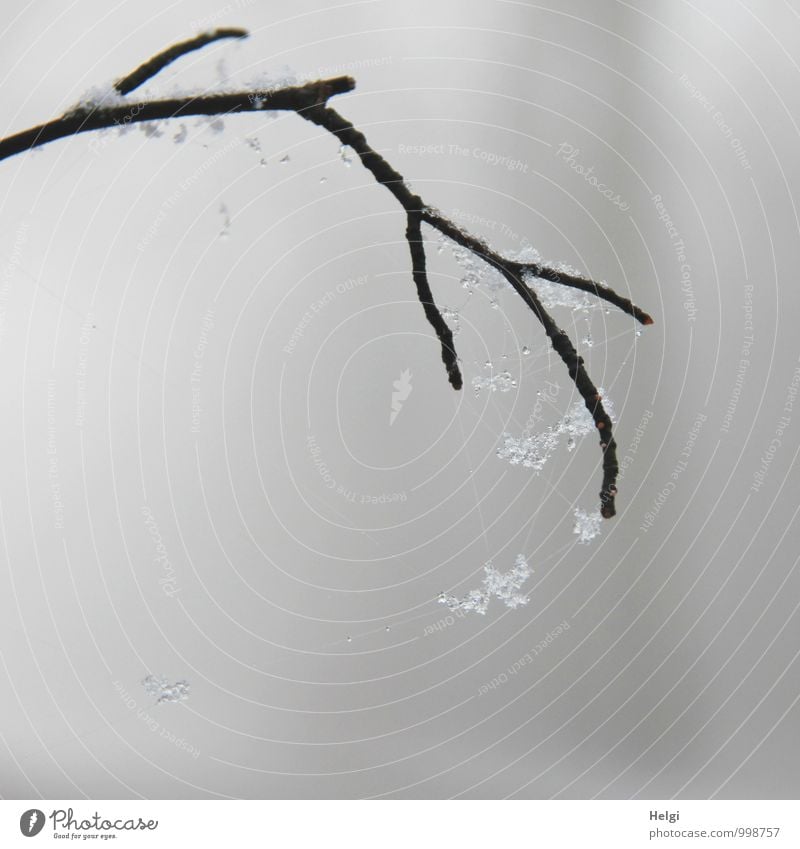 außergewöhnlich | Wintergespinst Umwelt Natur Eis Frost Schnee Zweig Wald hängen ästhetisch authentisch einfach einzigartig kalt klein natürlich grau schwarz