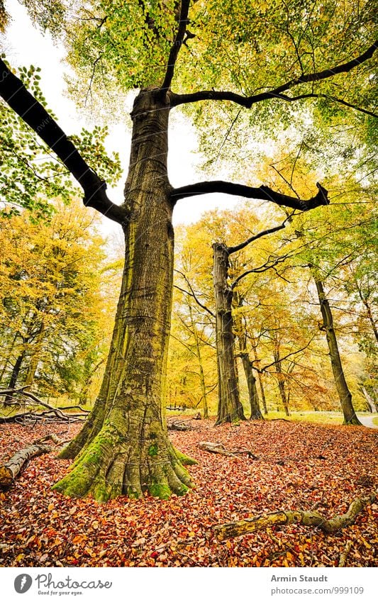 HDR Aufnahme - Herbst Wald Umwelt Natur Landschaft Baum Buche Buchenwald Herbstlaub Waldboden stehen verblüht dehydrieren ästhetisch authentisch außergewöhnlich