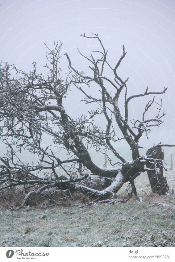 Ruhe nach dem Sturm... Umwelt Landschaft Pflanze Winter Nebel Schnee Baum Gras Baumstamm Ast Wiese frieren liegen authentisch außergewöhnlich kalt natürlich
