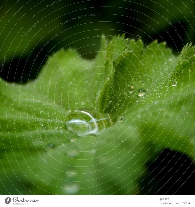 ..raindrops.. Regen nass feucht Lupeneffekt Blatt grün Sommer Frühling Herbst frisch Pflanze Erfrischung rein Regenwasser Nieselregen Wassertropfen