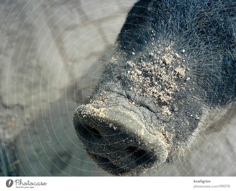 Sand auf Nase Schwein Zoo grau Tier Rüssel Steckdose Nasenloch Schweinschnauze Paarhufer Borsten Säugetier Husumer Protestschwein Kopfsteinpflaster