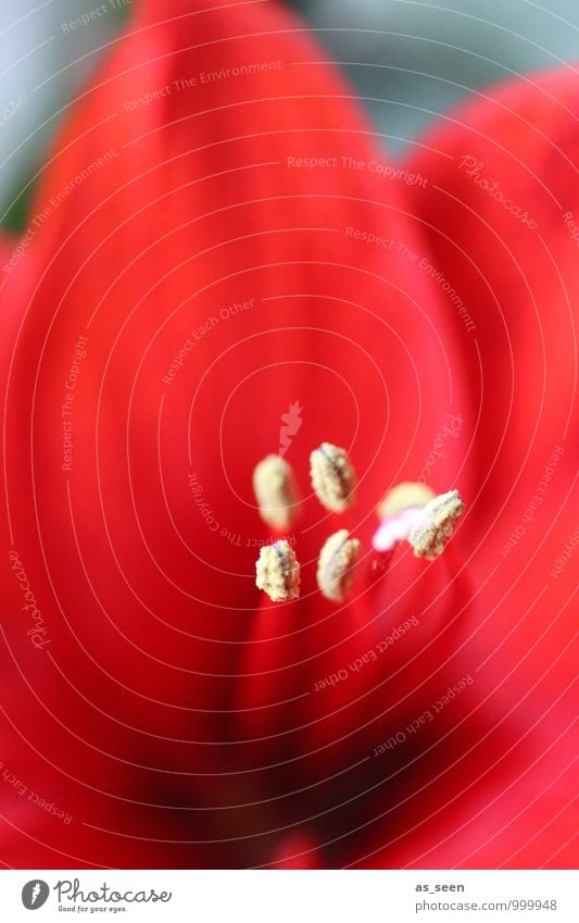 Shades of red schön Wellness Natur Pflanze Blume Blüte Blütenstempel Pollen Blütenblatt Blütenkelch fruchtbar Blühend leuchten Wachstum ästhetisch Erotik